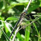 --- Früher Schilfjäger (Brachytron pratense) ---