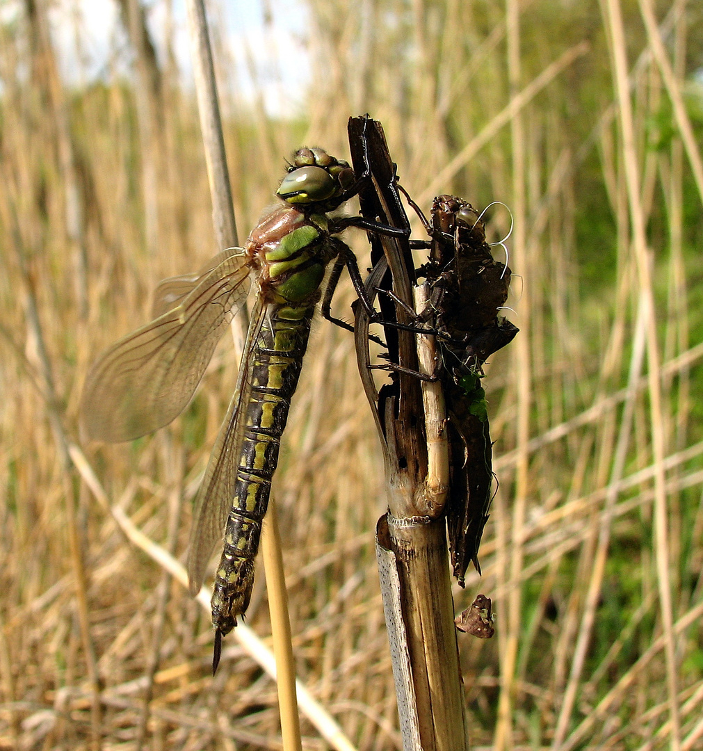 Früher Schilfjäger (Brachytron pratense), bereit zum Abflug ...