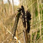 Früher Schilfjäger (Brachytron pratense), bereit zum Abflug ...