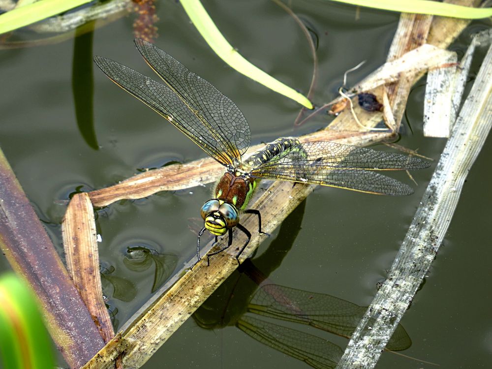 --- Früher Schilfjäger (Brachytron pratense) ---