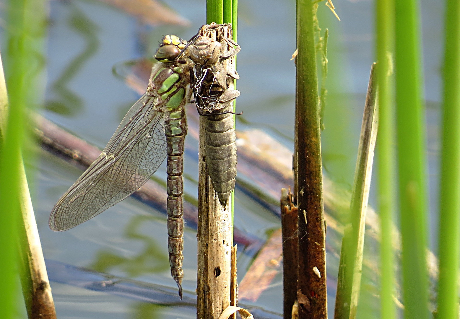 --- Früher Schilfjäger (Brachytron pratense) ---