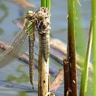 --- Früher Schilfjäger (Brachytron pratense) ---