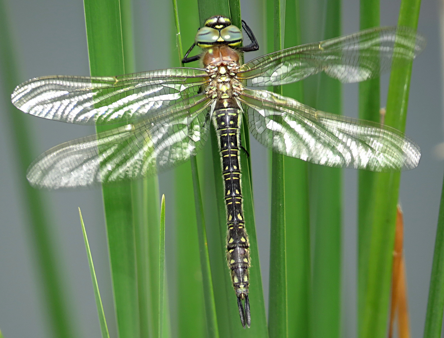 --- Früher Schilfjäger (Brachytron pratense) ---