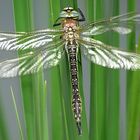 --- Früher Schilfjäger (Brachytron pratense) ---