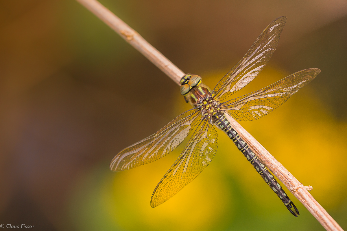 Früher Schilfjäger (Brachytron pratense)