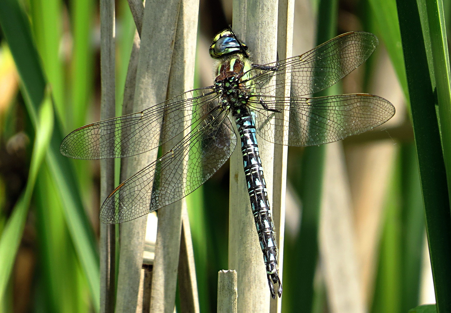 --- Früher Schilfjäger (Brachytron pratense) ---