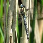 --- Früher Schilfjäger (Brachytron pratense) ---