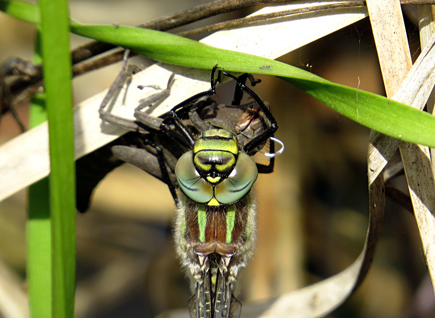 --- Früher Schilfjäger (Brachytron pratense) ---