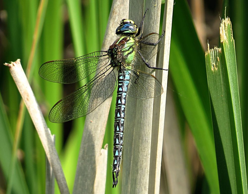 --- Früher Schilfjäger (Brachytron pratense) ---