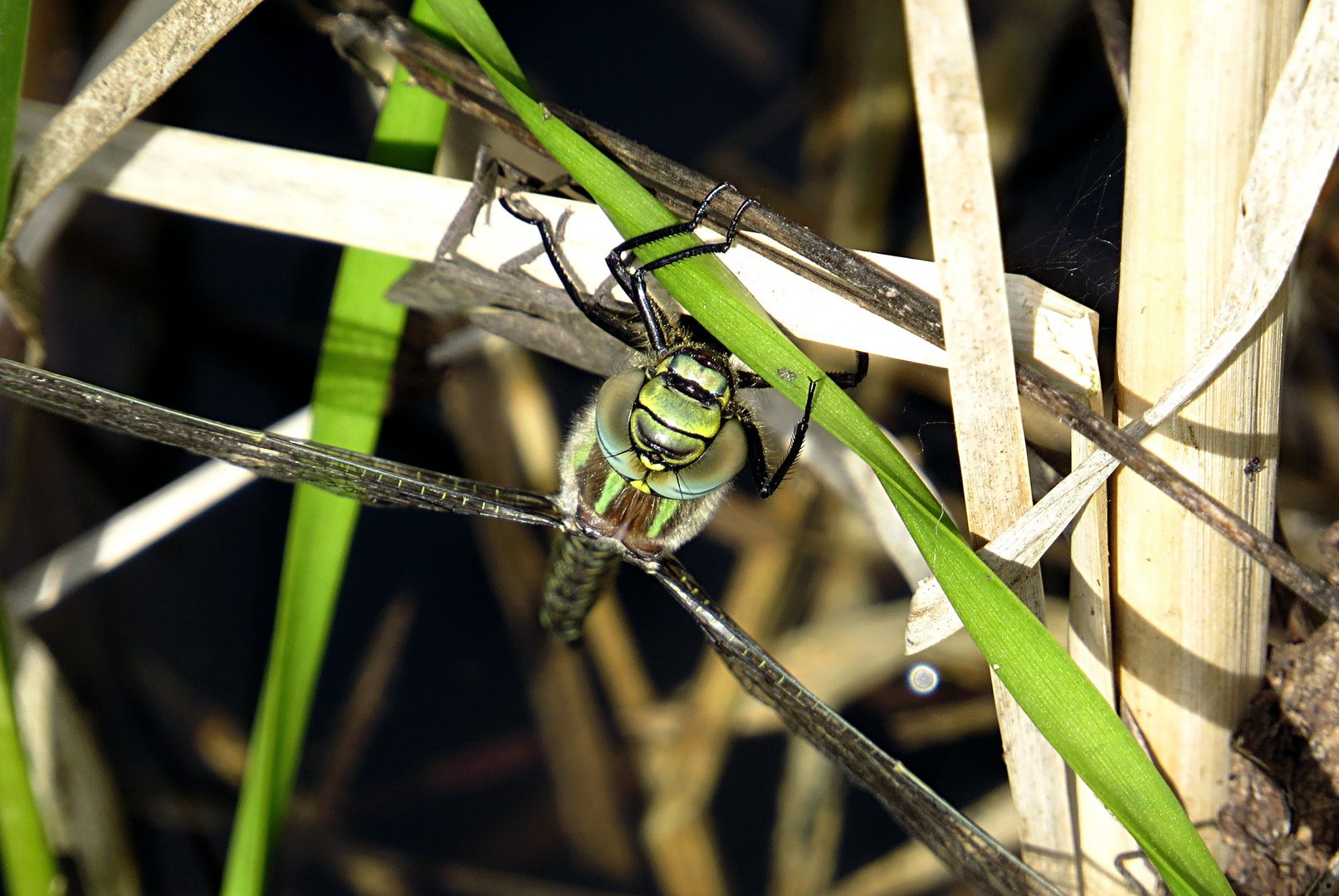 --- Früher Schilfjäger (Brachytron pratense) --- 