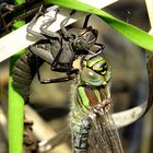 --- Früher Schilfjäger (Brachytron pratense) ---