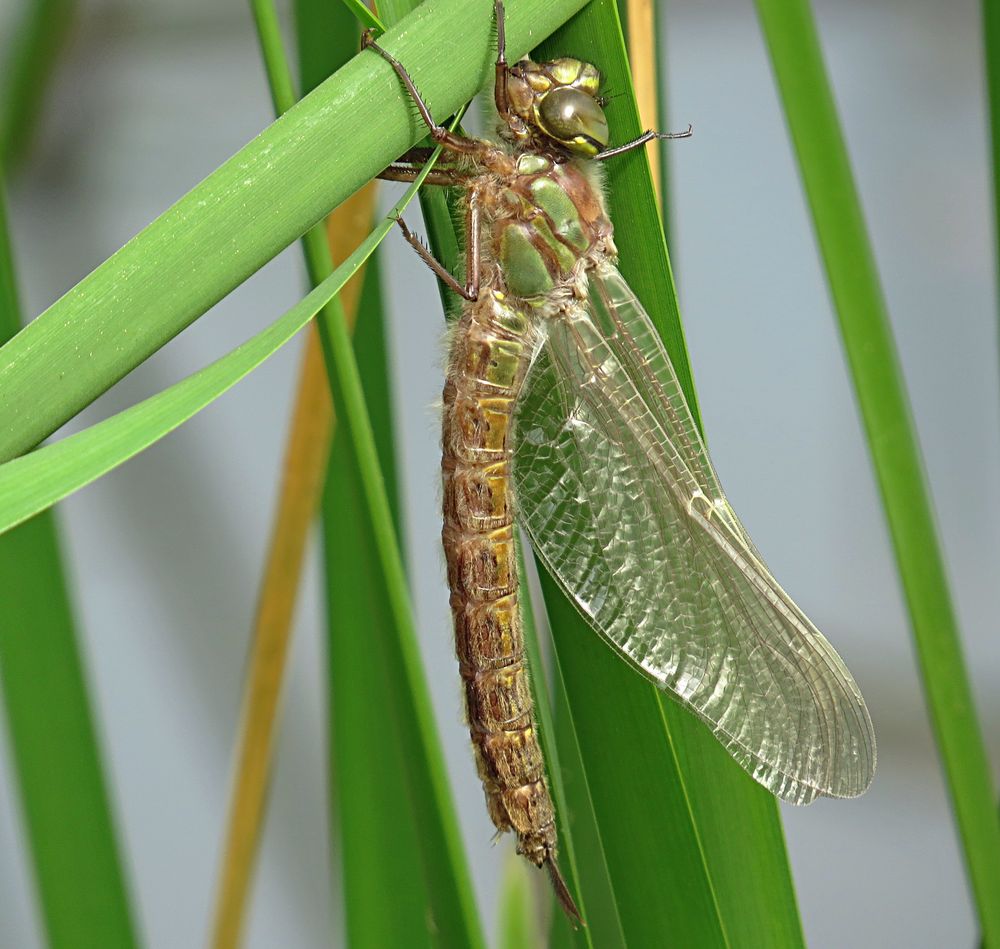 --- Früher Schilfjäger (Brachytron pratense) ---