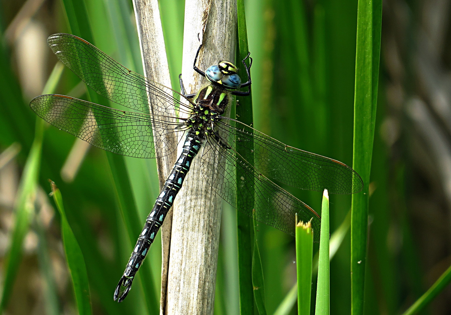 --- Früher Schilfjäger (Brachytron pratense) --- 