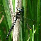 --- Früher Schilfjäger (Brachytron pratense) --- 