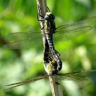 --- Früher Schilfjäger (Brachytron pratense) ---