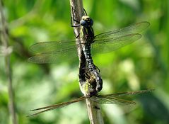 --- Früher Schilfjäger (Brachytron pratense) ---