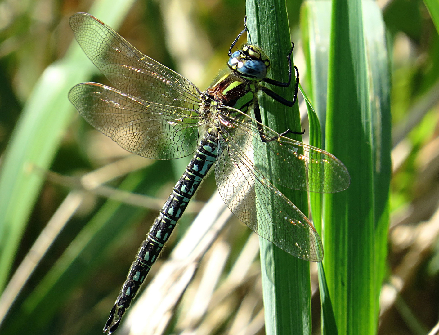 --- Früher Schilfjäger (Brachytron pratense) ---