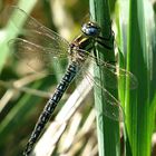 --- Früher Schilfjäger (Brachytron pratense) ---