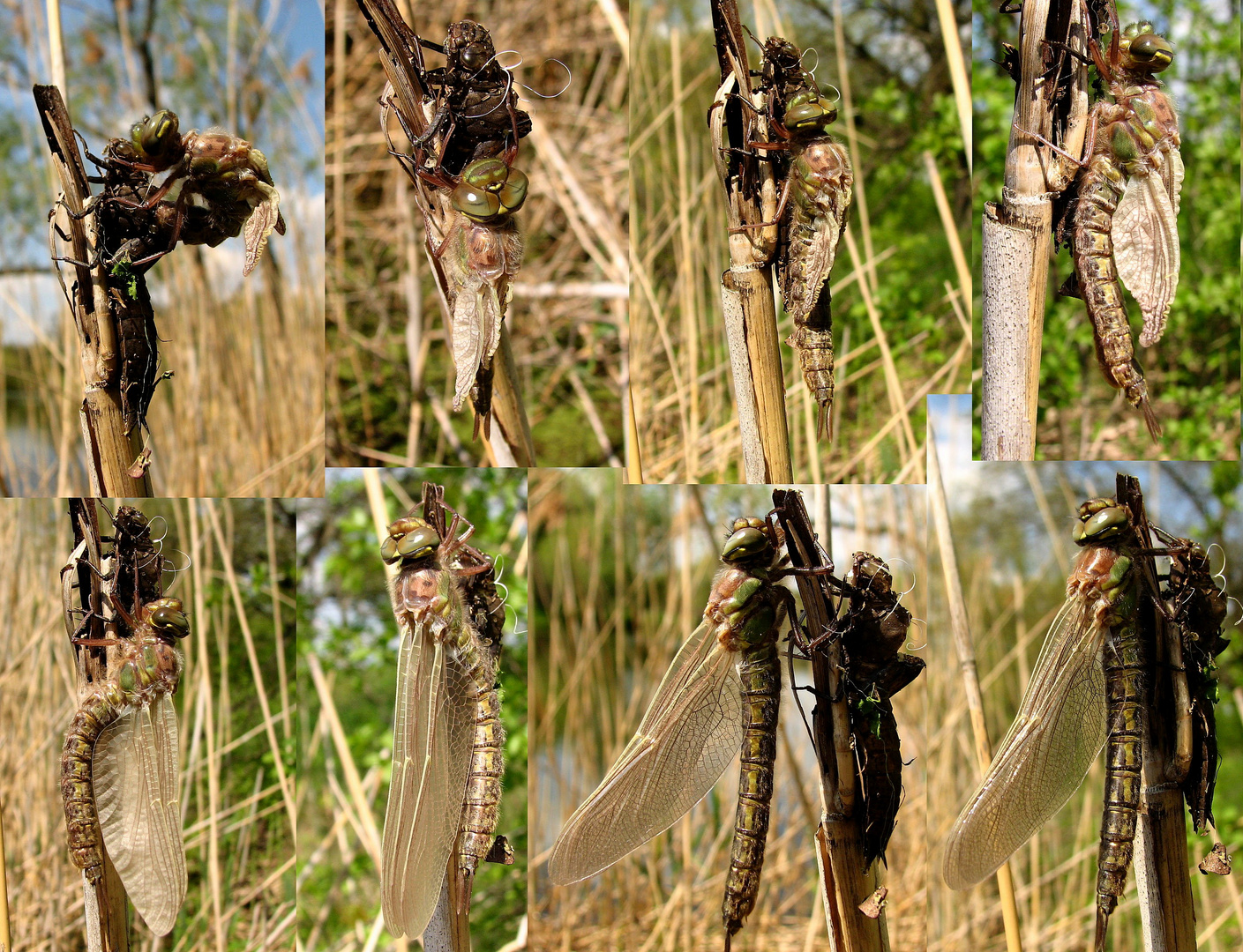 Früher Schilfjäger (Brachytron pratense), Entwicklung schreitet fort ....