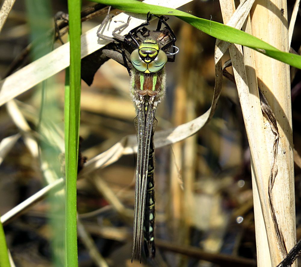 --- Früher Schilfjäger (Brachytron pratense) ---