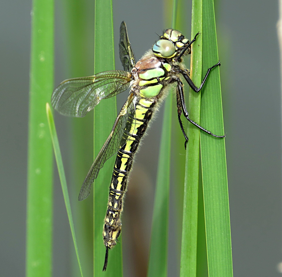 --- Früher Schilfjäger (Brachytron pratense) ---