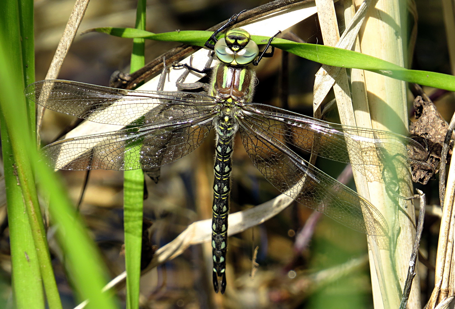 --- Früher Schilfjäger (Brachytron pratense) --- 