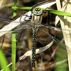 --- Früher Schilfjäger (Brachytron pratense) --- 