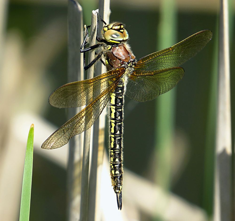 --- Früher Schilfjäger (Brachytron pratense) ---