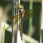 --- Früher Schilfjäger (Brachytron pratense) ---