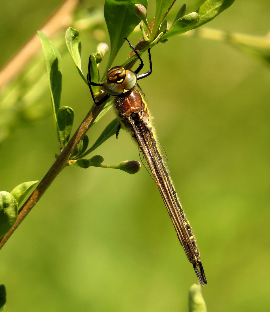 Früher Schilfjäger (Brachytron pratense), Junges Weibchen