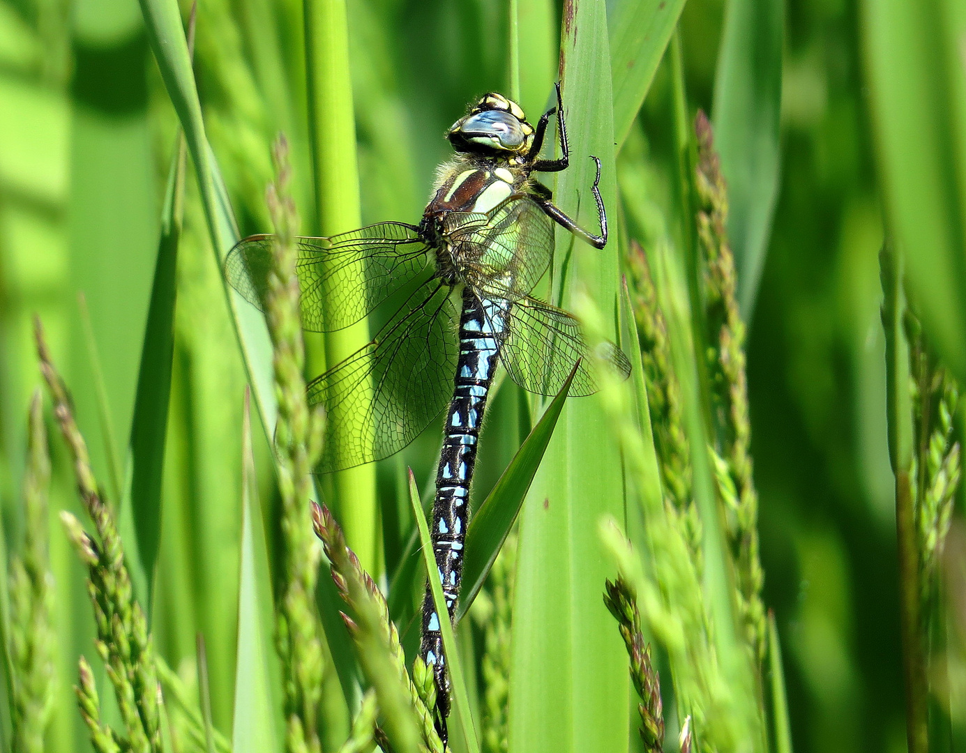 ... Früher Schilfjäger (Brachytron pratense) - Männchen ... (1)