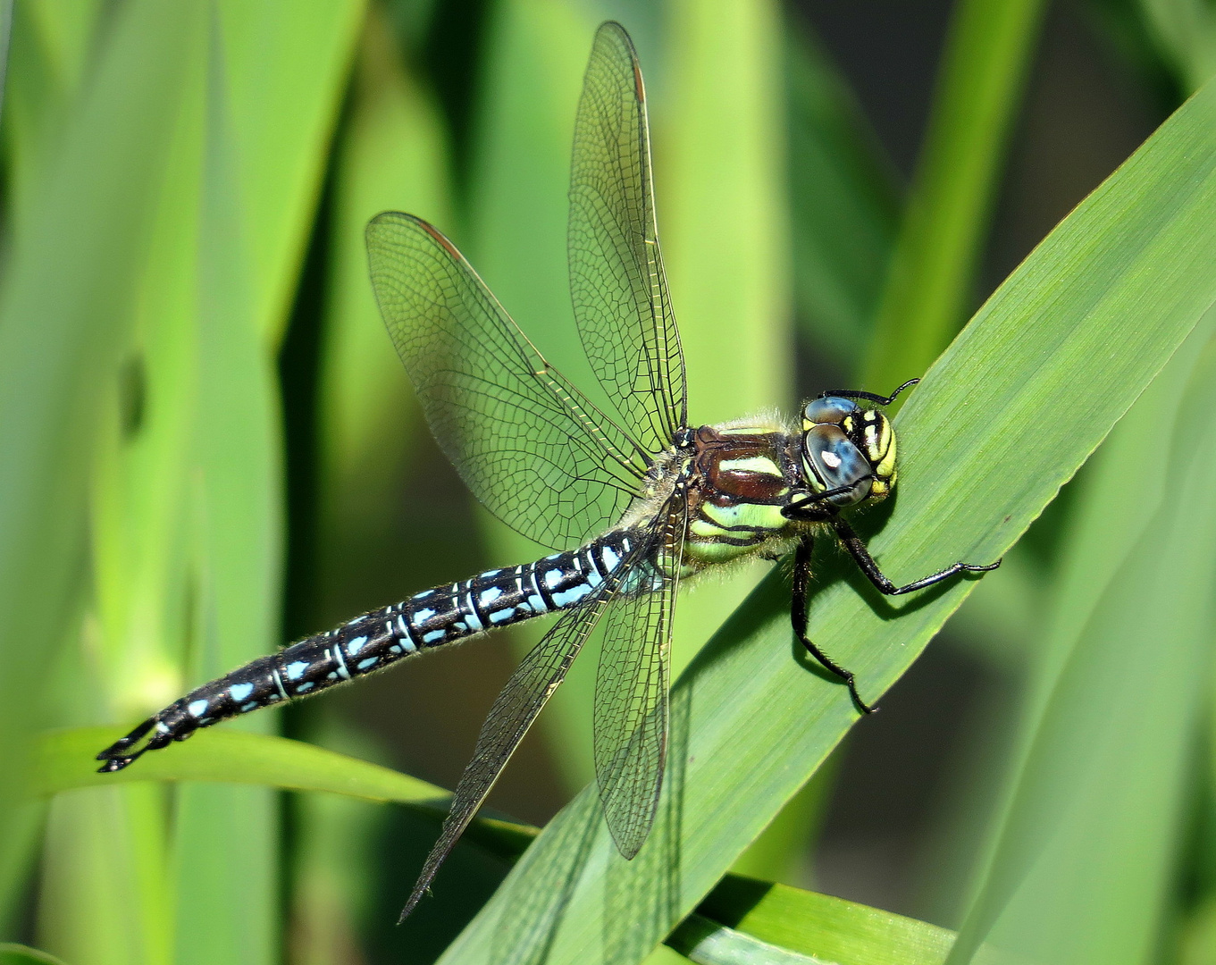 ... Früher Schilfjäger (Brachytron pratense) - Männchen ... (3))