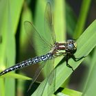 ... Früher Schilfjäger (Brachytron pratense) - Männchen ... (3))