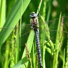 ... Früher Schilfjäger (Brachytron pratense) - Männchen ...