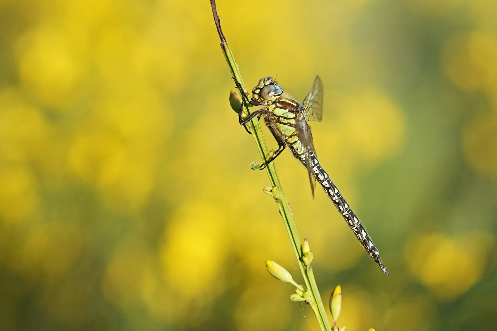 Früher Schilfjäger (Brachytron pratense), Männchen