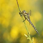 Früher Schilfjäger (Brachytron pratense), Männchen