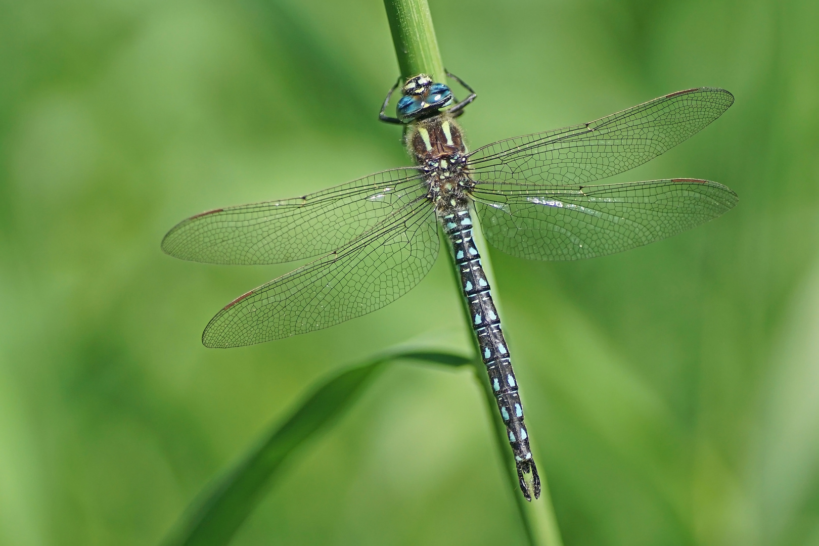 Früher Schilfjäger (Brachytron pratense), Männchen