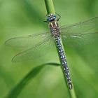 Früher Schilfjäger (Brachytron pratense), Männchen