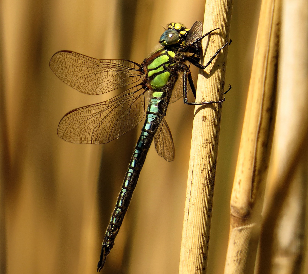 Früher Schilfjäger (Brachytron pratense), Männchen beim Fressen