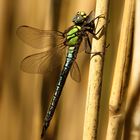 Früher Schilfjäger (Brachytron pratense), Männchen beim Fressen