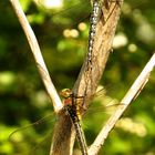 Früher Schilfjäger (Brachytron pratense), Paarungsrad 