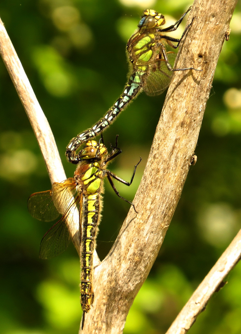 Früher Schilfjäger (Brachytron pratense), Paarungsrad geöffnet