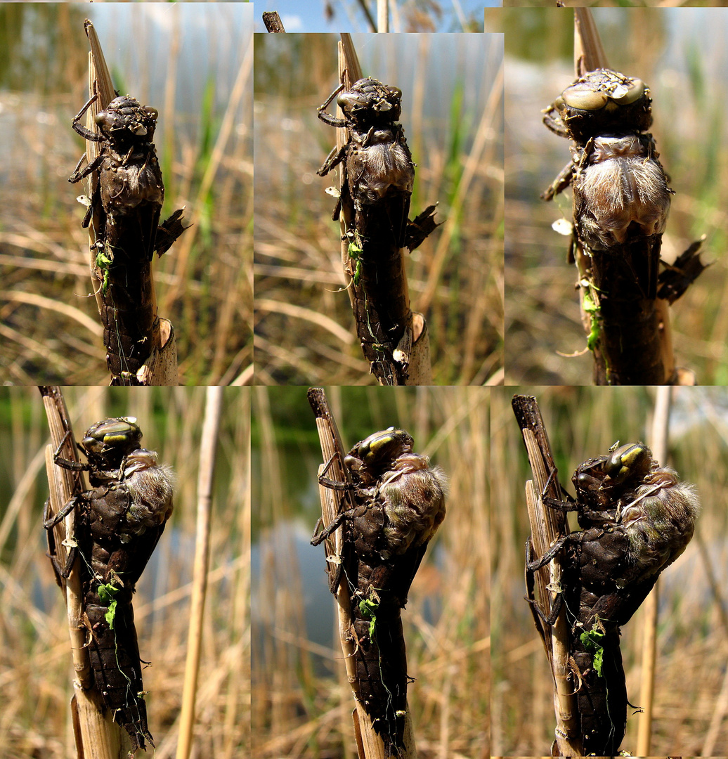 Früher Schilfjäger (Brachytron pratense), Schlupf beginnt....