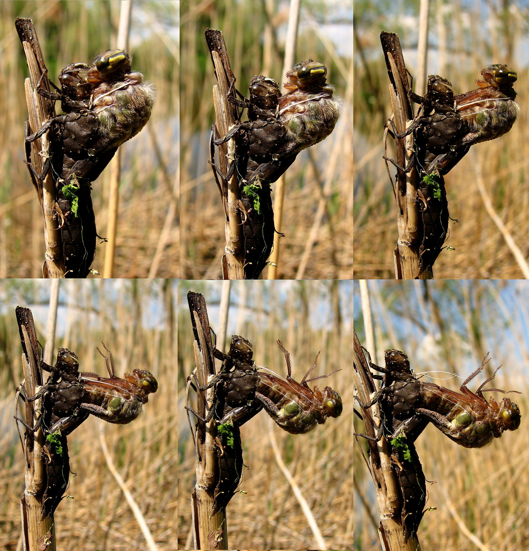 Früher Schilfjäger (Brachytron pratense), Schlupf geht weiter ...