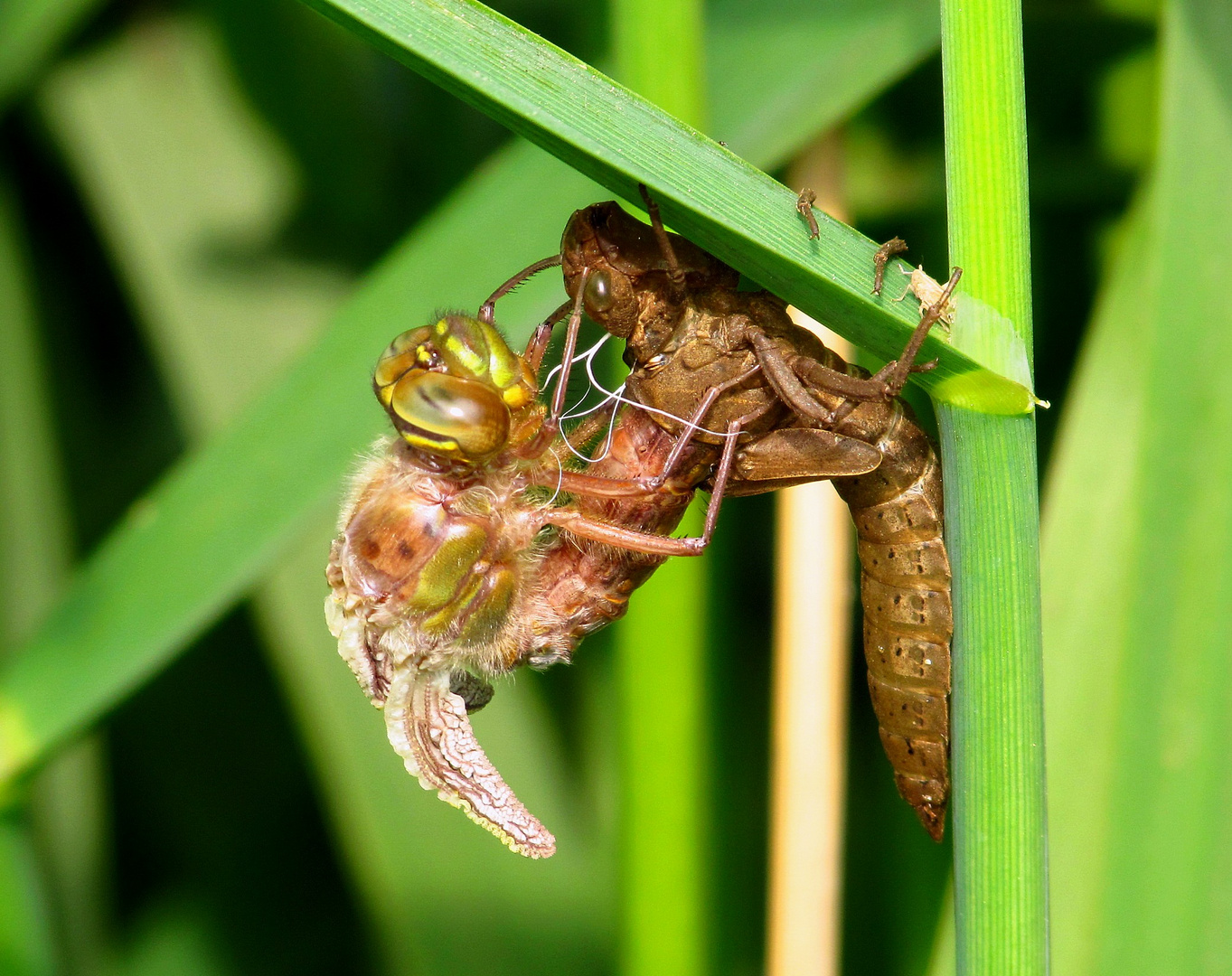 Früher Schilfjäger (Brachytron pratense), Schlupfmomente