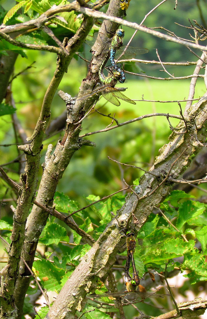 Früher Schilfjäger (Brachytron pratense) und Gemeine Smaragdlibelle (Cordulia aenea), Paarungsrad