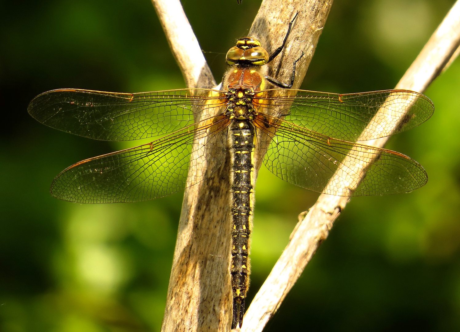 Früher Schilfjäger (Brachytron pratense), Weibchen