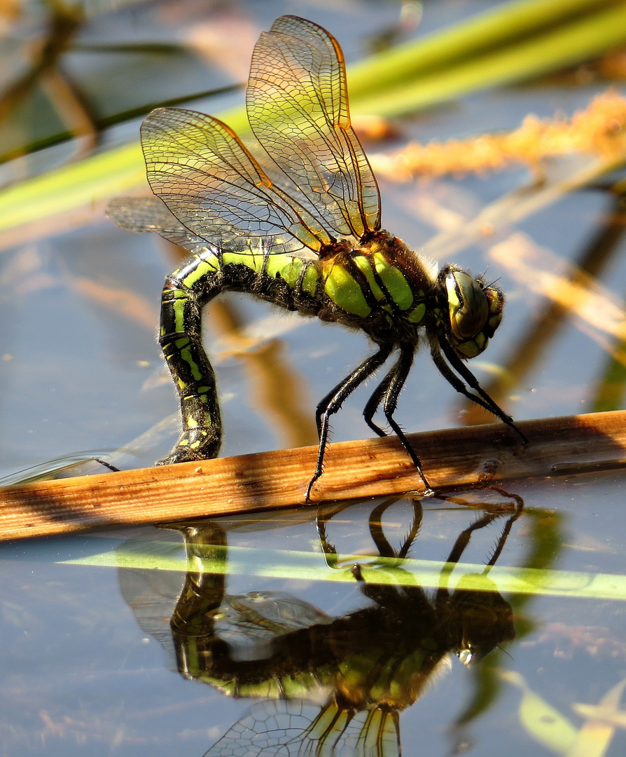 Früher Schilfjäger (Brachytron pratense), Weibchen bei der Eiablage