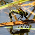 Früher Schilfjäger (Brachytron pratense), Weibchen bei der Eiablage