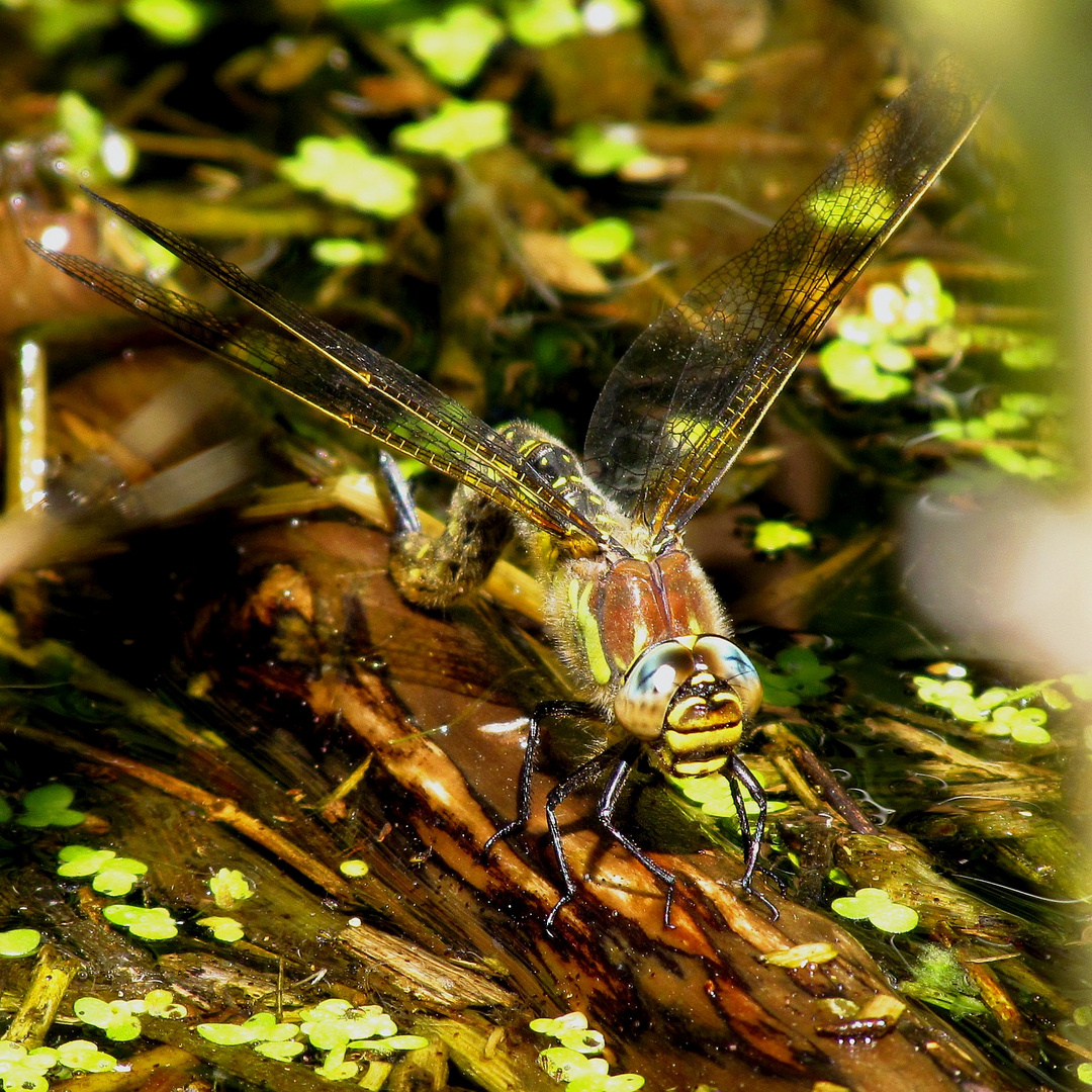 Früher Schilfjäger (Brachytron pratense), Weibchen bei der Eiablage